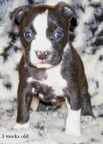 DDDawgs Daisy Cutter